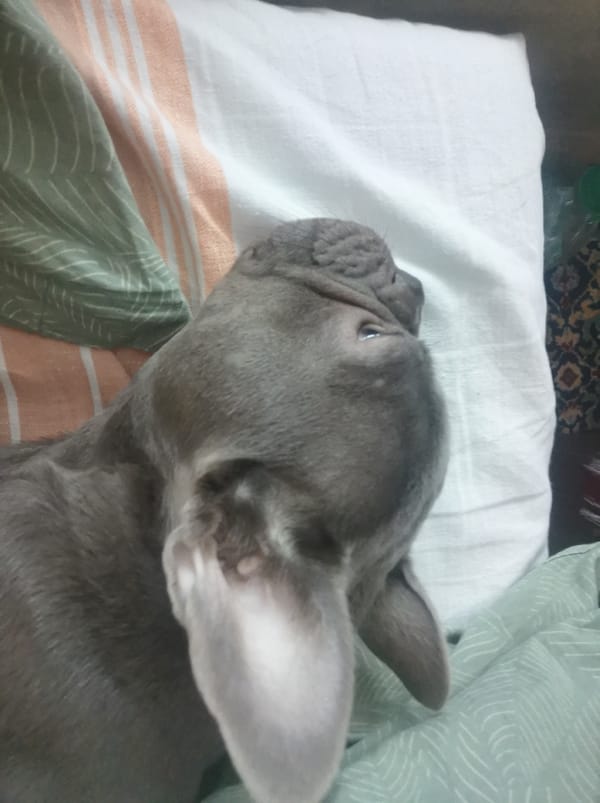 Gray dog rests on patterned bed in Parvomay