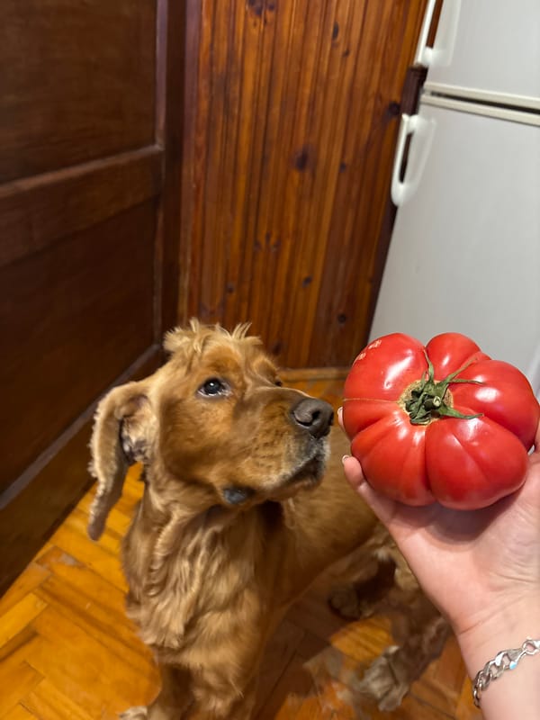 Dog eyes tomato in Varna home