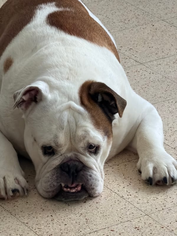 English Bulldog chilling on a tiled floor in Haifa