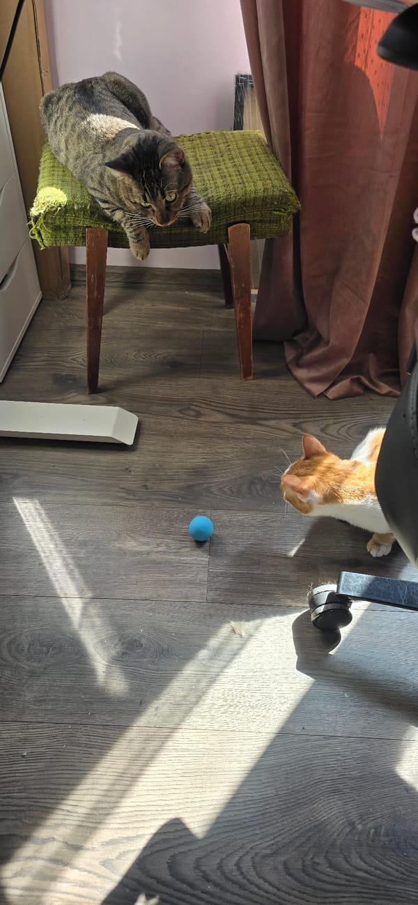 Two cats spotted indoors on sunny morning in Burgas