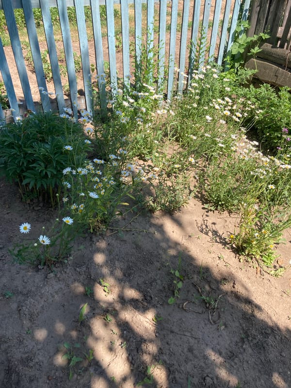 A lazy summer morning in a small Russian village