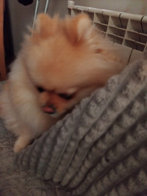 Pomeranian puppy photographed resting indoors in Apriltsi, Bulgaria