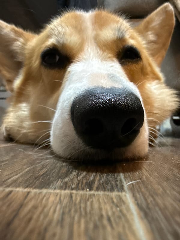 Pet photography session captures corgi and cat in Votkinsk home