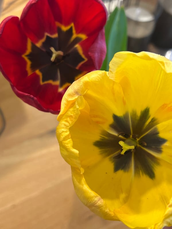 Yellow tulips photographed from above in Sofia, Bulgaria