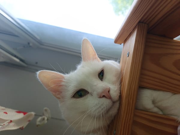 Cats at home in Sevastopol, windowsill life.