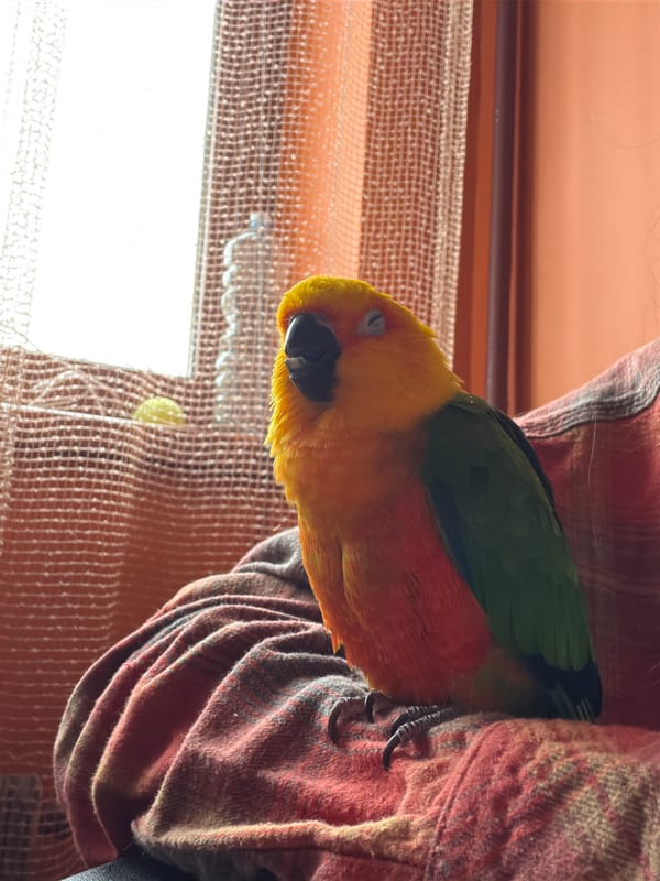 Colorful Sun Conure parrot spotted resting on person in Khimki