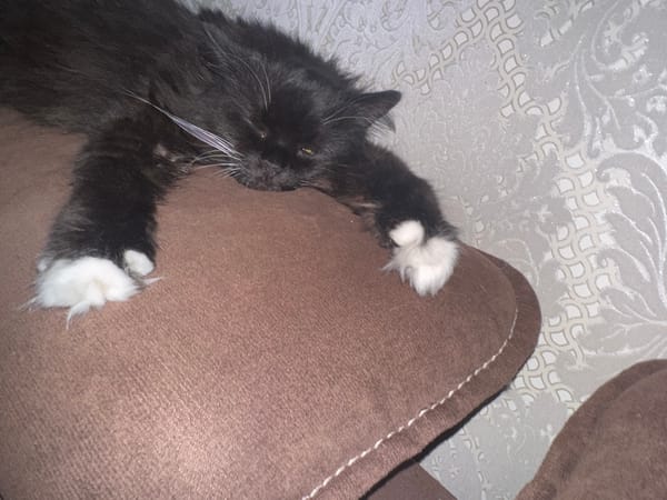 Cats taking over a Slonim apartment on a June afternoon
