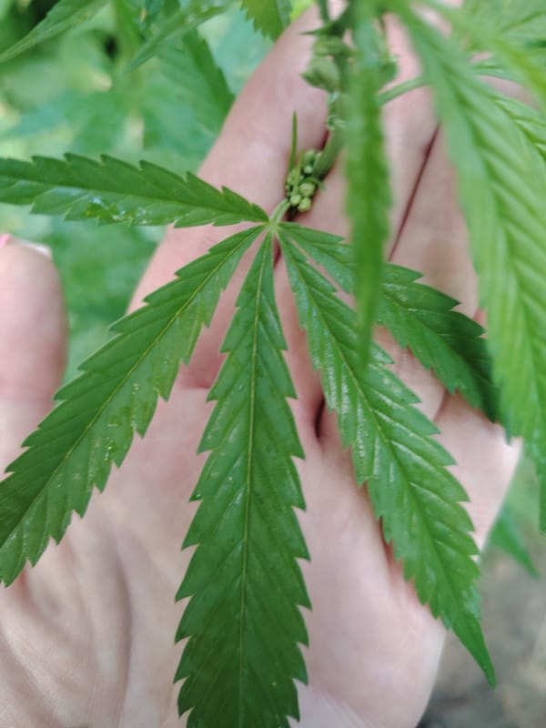 Close-up look at a cannabis plant in Kyiv