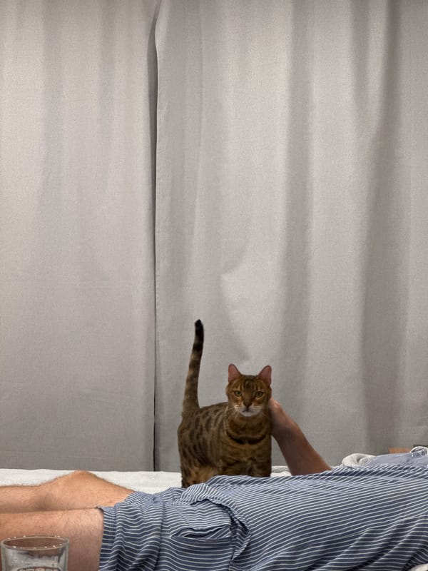 Tabby cat documented in casual interactions with owner