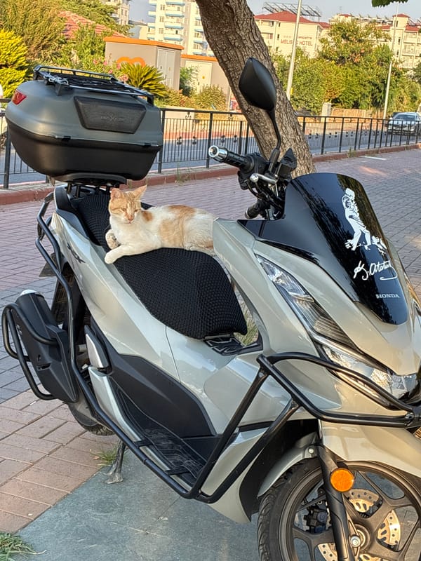 Beach views and a scooter cat, Alanya summer afternoon