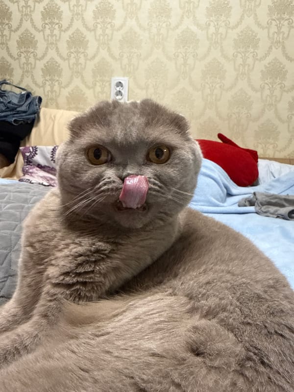Scottish Fold cats rest and groom during evening in Moldova