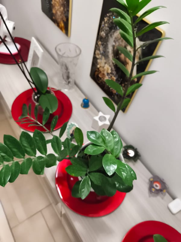 Houseplants, flowers, and everyday objects inside a Livorno home