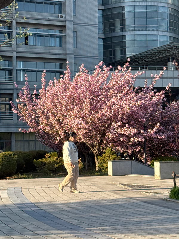 Spring cherry blossom viewing documented in Zhongtun, China
