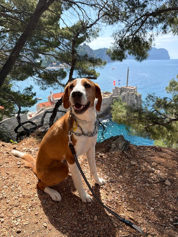 Morning dog walk captures scenic Montenegrin coastal views