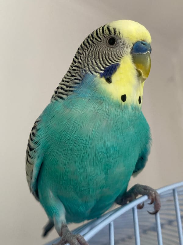 Domestic life documented: Pomeranian, budgerigars, and blonde child observed