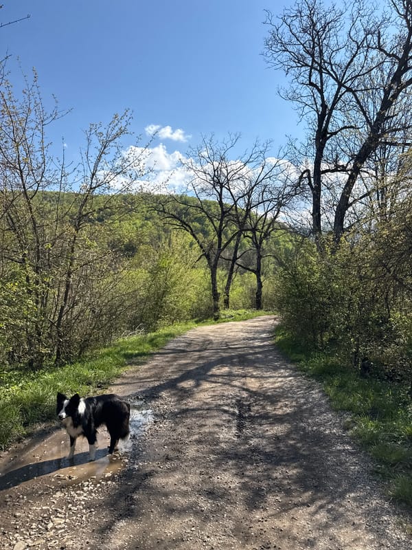 Border Collie enjoys spring stream near Berkovitsa, Bulgaria