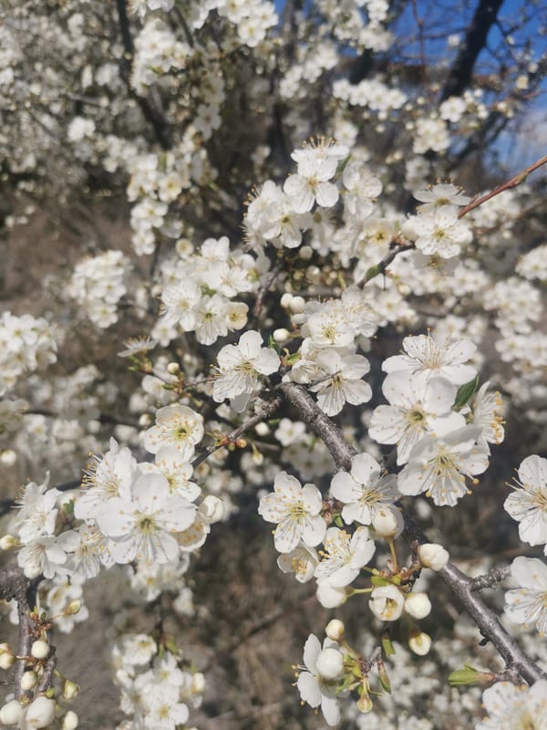Spring blossoms peak across Bulgarian villages in early April
