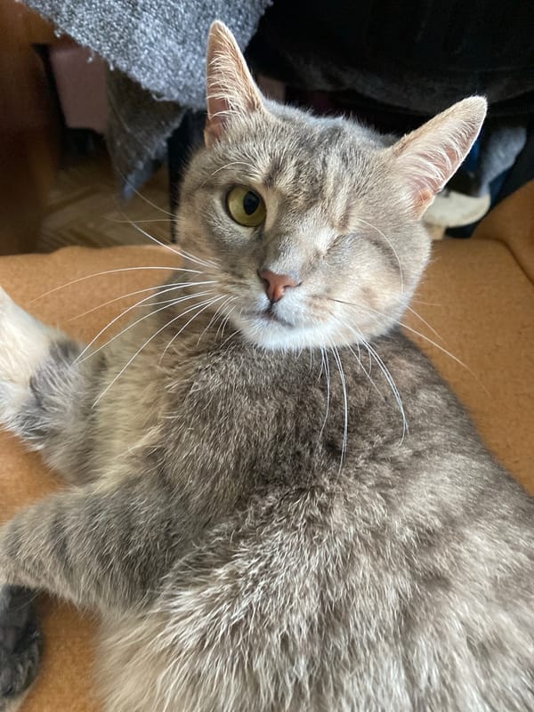 Gray tabby cat lounging and grooming on an orange surface