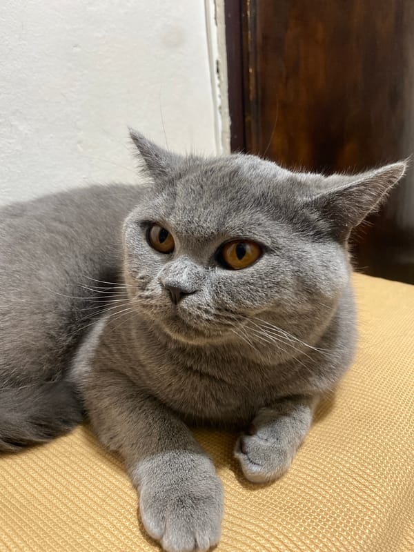 Gray British Shorthair cat observed resting on yellow furniture