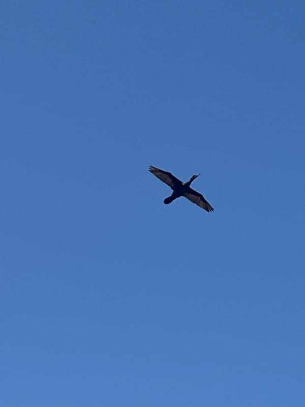 Vultures, seagulls, and jogger spotted along Arica-Chacalluta coast