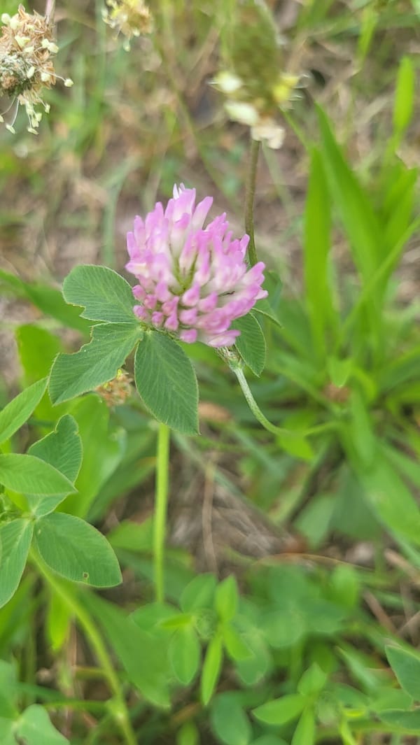Wildflowers, river views, and street details in Prešov