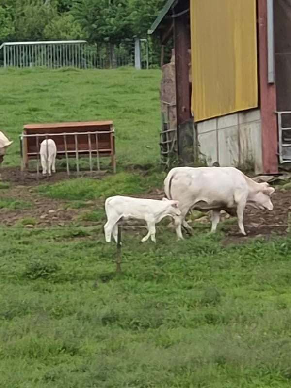 White cattle graze in pastoral field in Differdange, Luxembourg