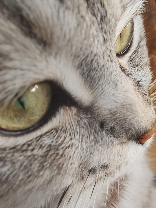 Grey tabby cat photographed in close-up shots in Russia