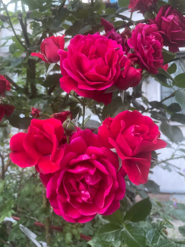 Close-up garden flowers: roses, daisies, and purple blooms