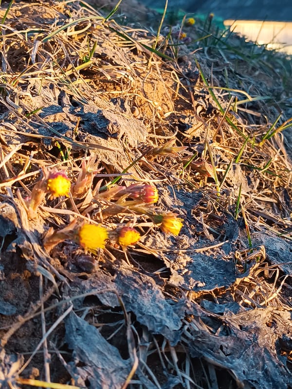 Spring moments documented in Russian village during sunset hour