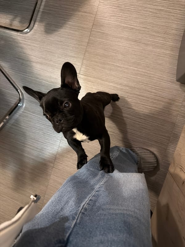 French Bulldog puppy plays with owner in Sofia