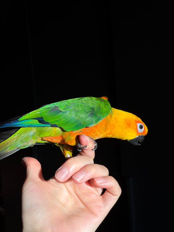 Evening stroll through Khimki features parrot encounter, memorials