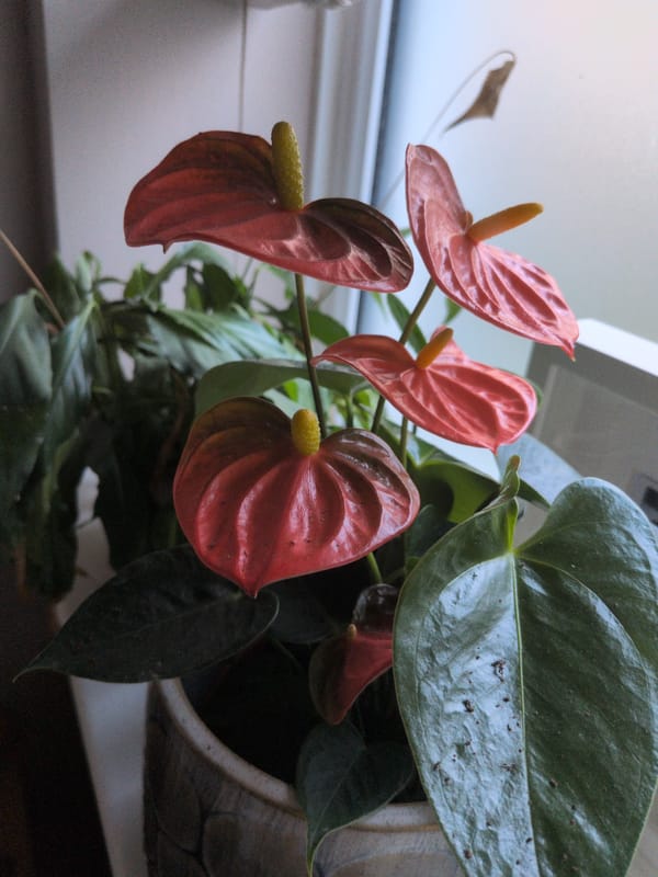 London resident tends plants, prepares meal ingredients Tuesday evening