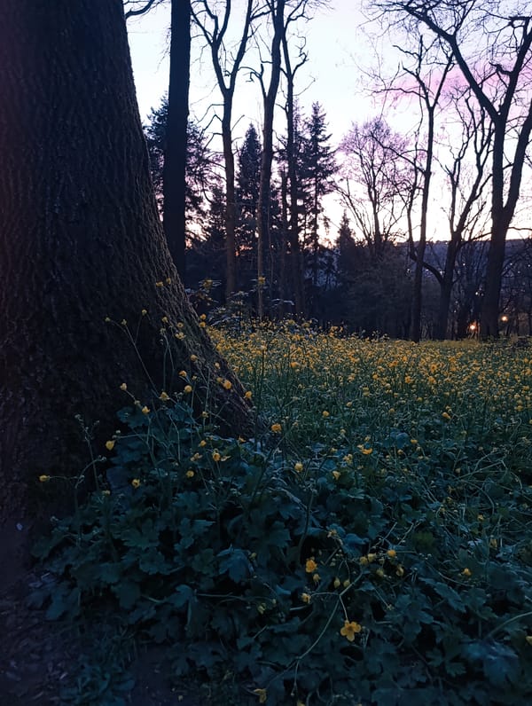 Twilight park scene and polka dot fabric captured in Veliko Tarnovo