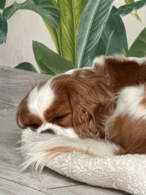 Cavalier King Charles Spaniel napping on a white dog bed
