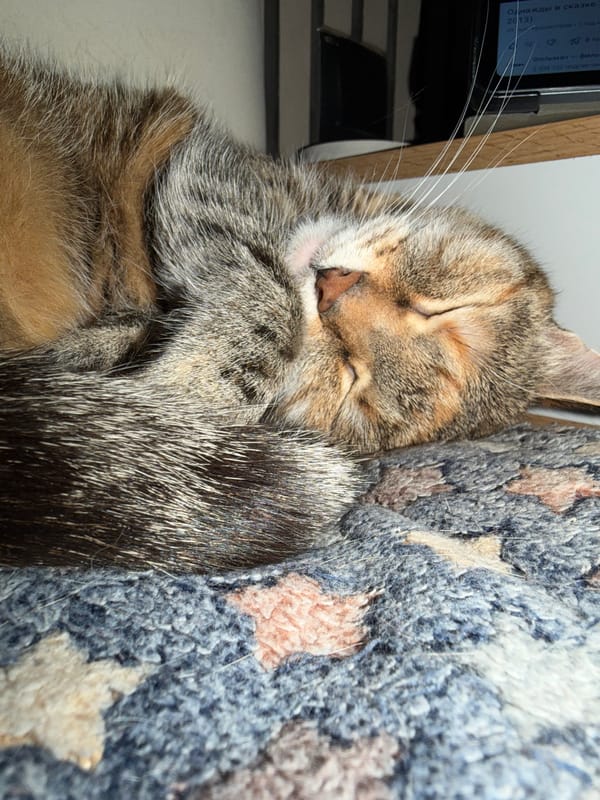 Cat resting at home during evening hours in Murino