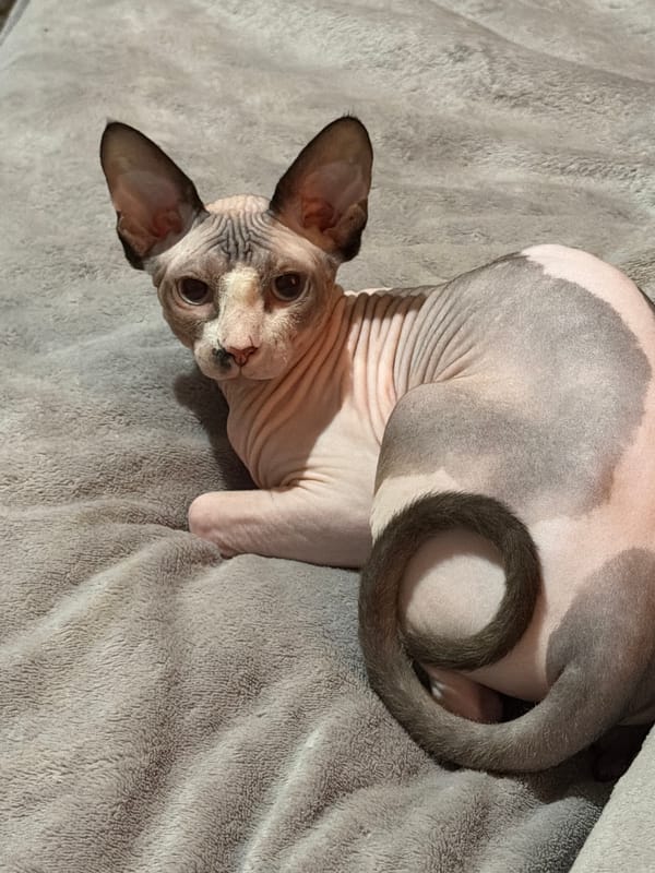 Sphynx Cat Observed Resting on Grey Blankets