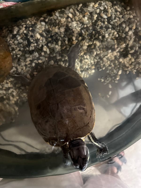 Turtle observed in indoor tank setup in Acapulco
