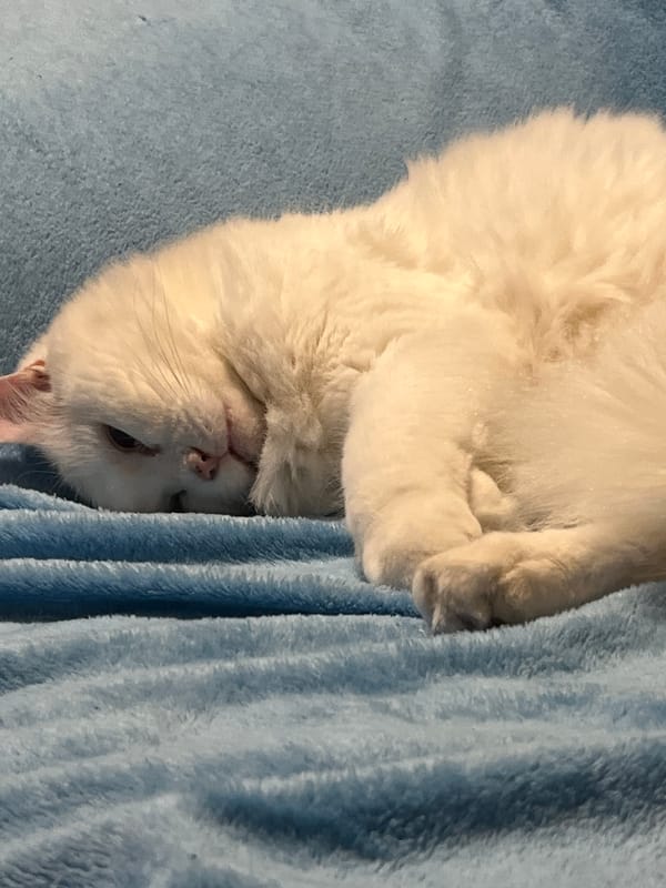White cat enjoys quiet evening on blue blanket in Gandia