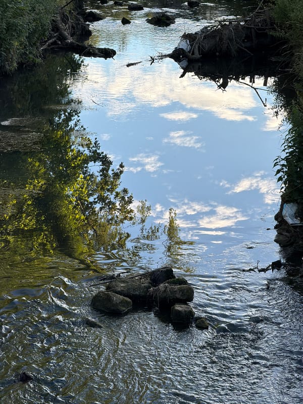 Afternoon outdoors in Esch-sur-Alzette: nature, skies, and a dog