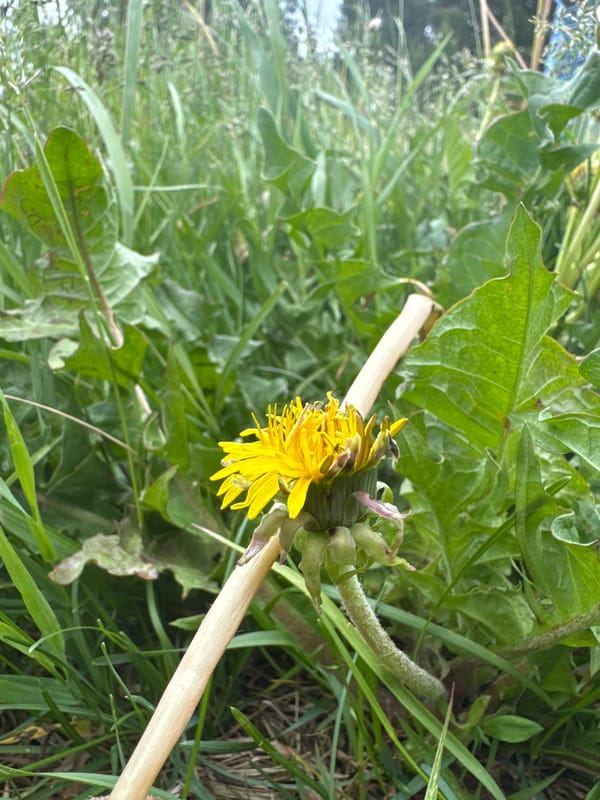 Spring dandelions and rural infrastructure observed in Grakhovo, Russia