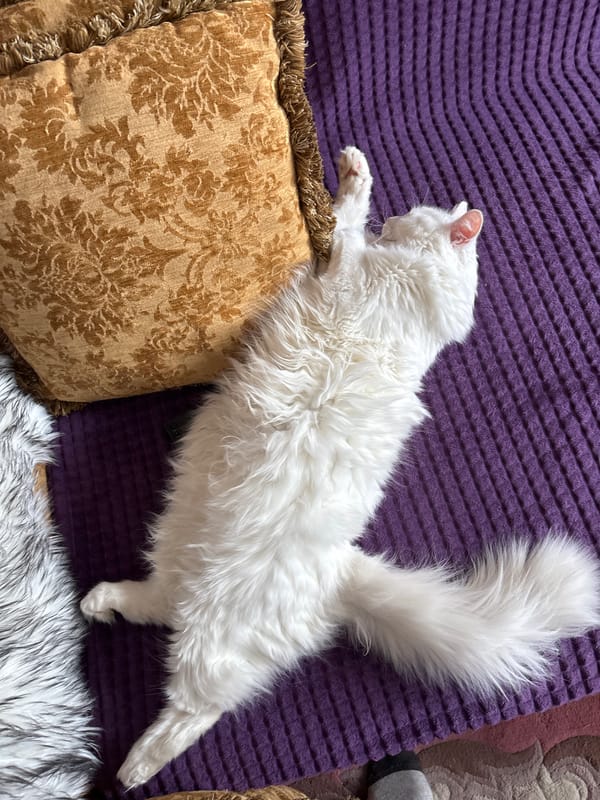 White cat spotted resting on purple surface in Minsk
