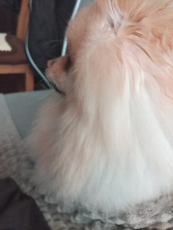 Cream Pomeranian lounging indoors in Apriltsi, Bulgaria