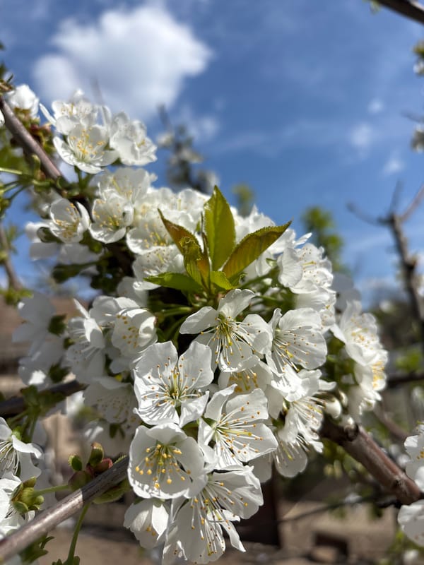 Cherry tree blooms captured in spring scene in Knezha
