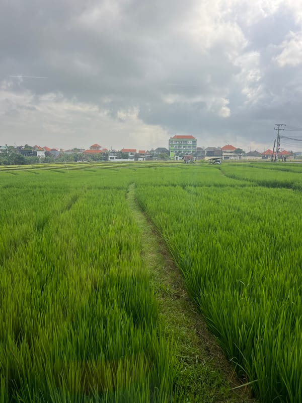 Rice paddies and a local gym, North Kuta, Bali