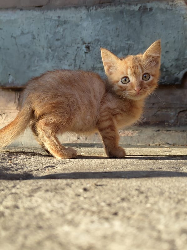 Kittens gathering on concrete surfaces near brick walls