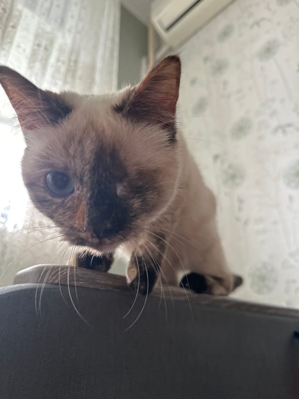 Siamese Cat Observed Lounging Indoors During Morning Hours