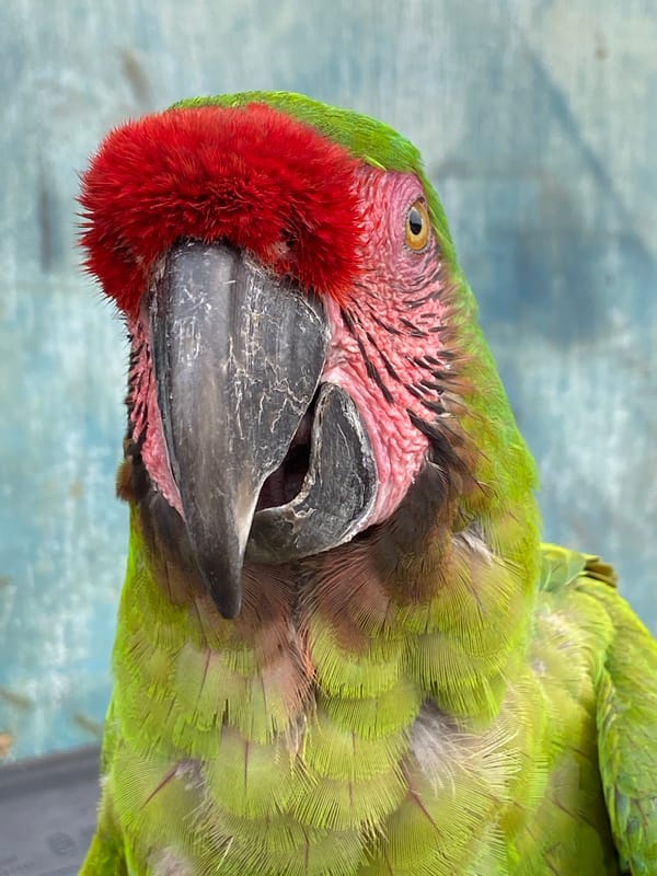Macaws interact with residents in Venezuelan town daily life