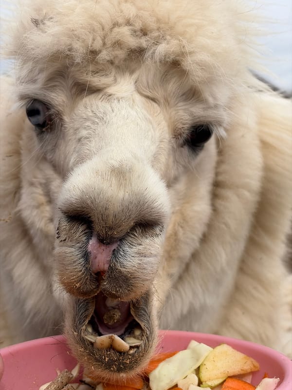 Visitor feeds and pets farm animals in Ludorvai, Russia
