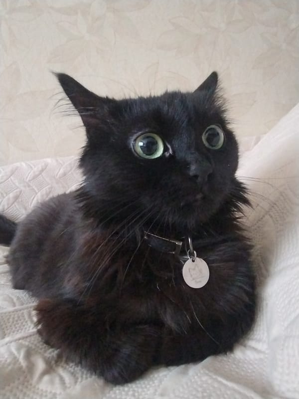 Black cat and morning coffee in a cozy home setting