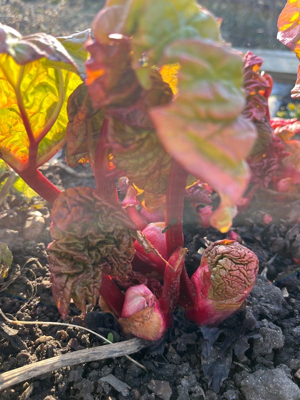 Spring gardening documented in Chaikovsky, Russia through plant photography